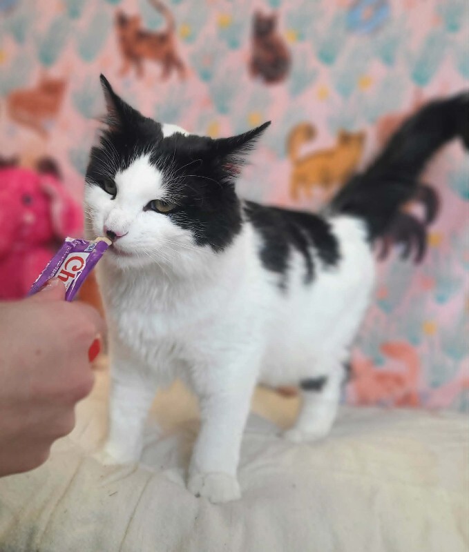 Picture of the Animal Listed